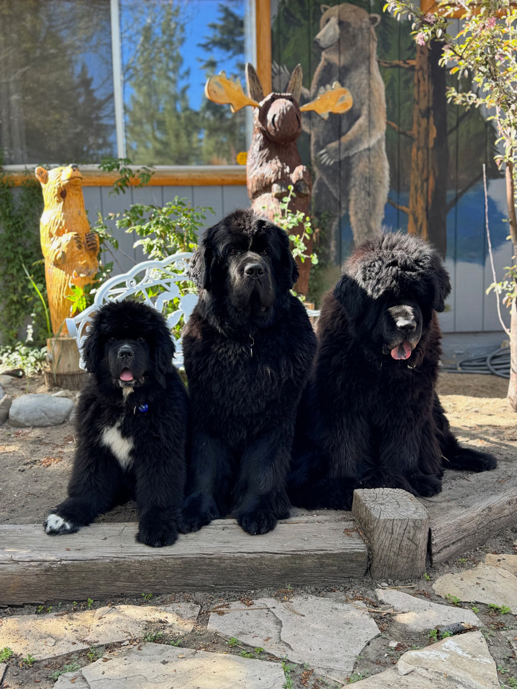 Traveling with Three Newfoundlands: What Makes the Perfect Dog-Friendly Stay