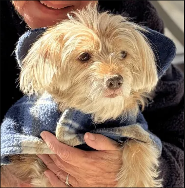 The Grey Muzzle Organization