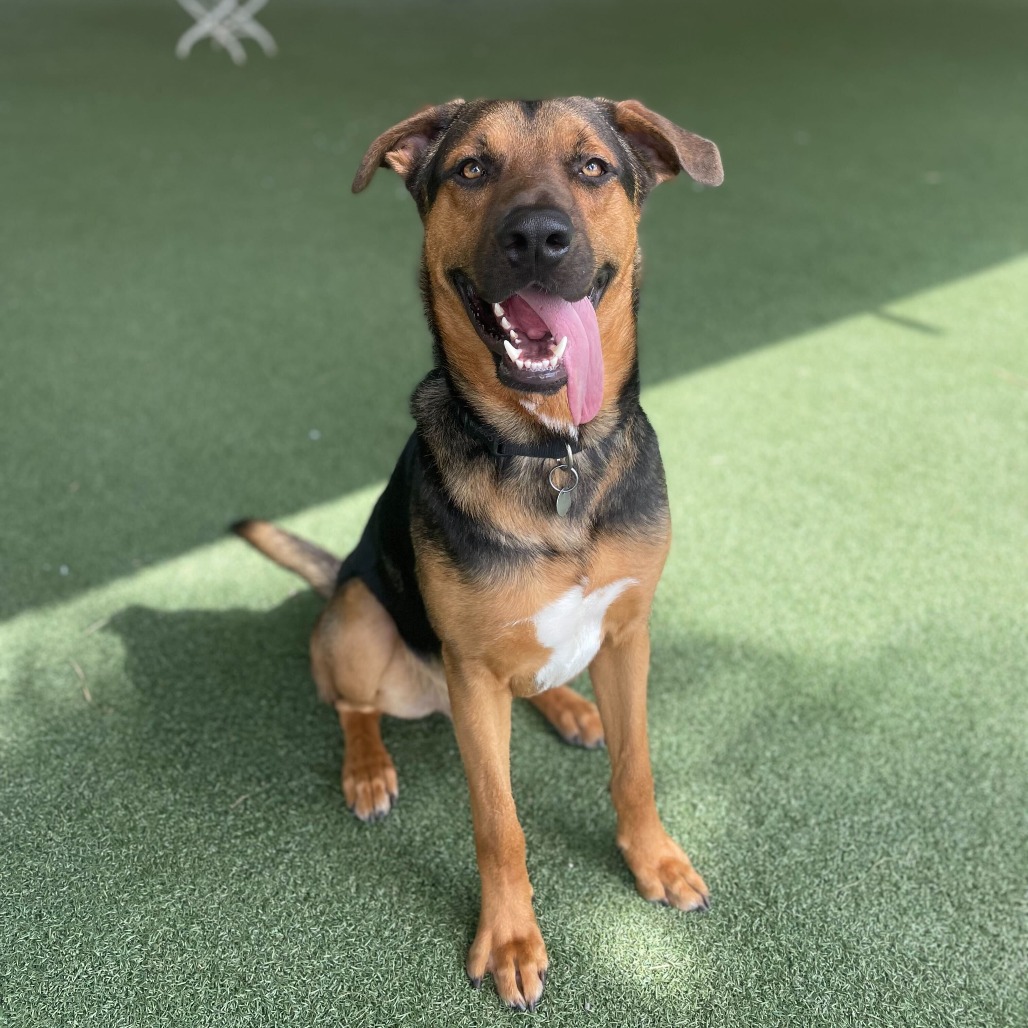 Mary S. Roberts Pet Adoption Center (MSRPAC)